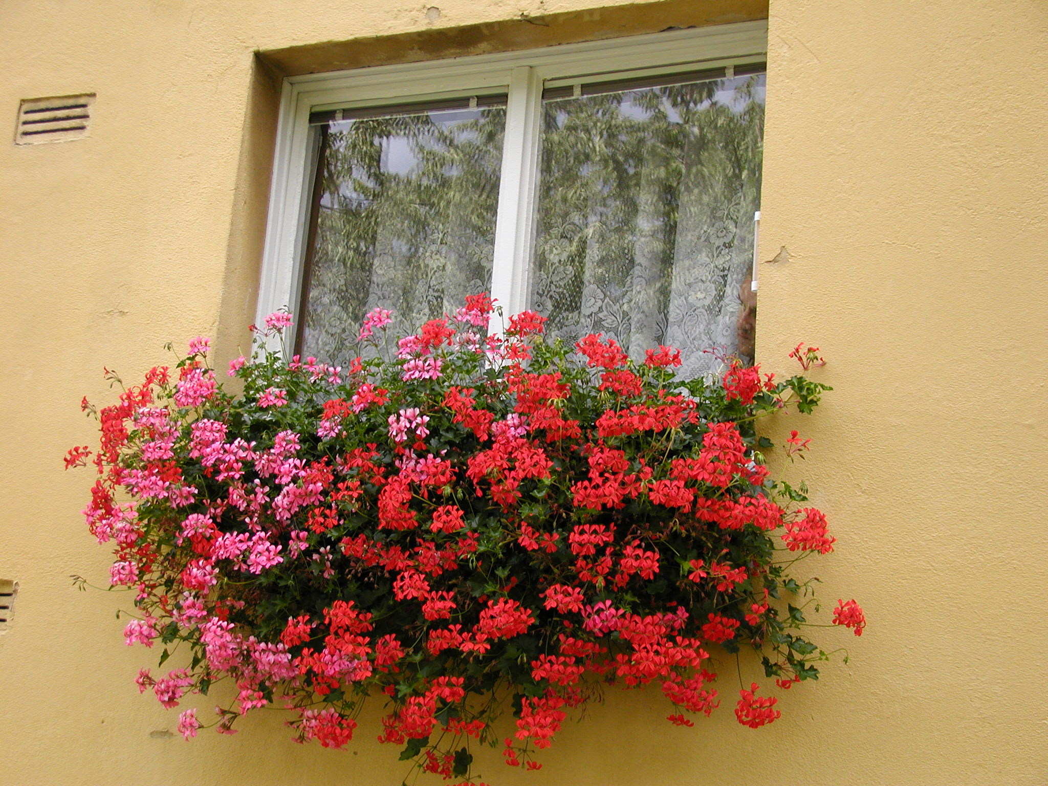 Rozkvetlý Bohumín 2004 - okna