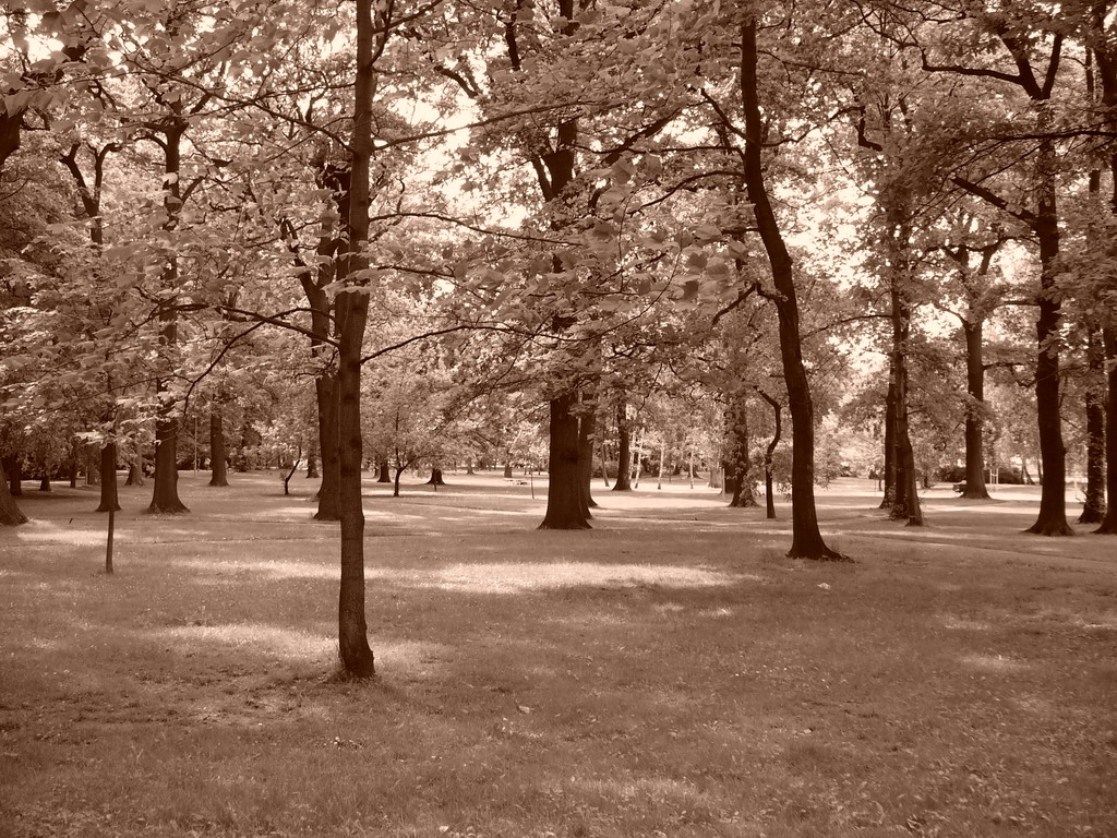 Foto soutěž park - David Ševčík