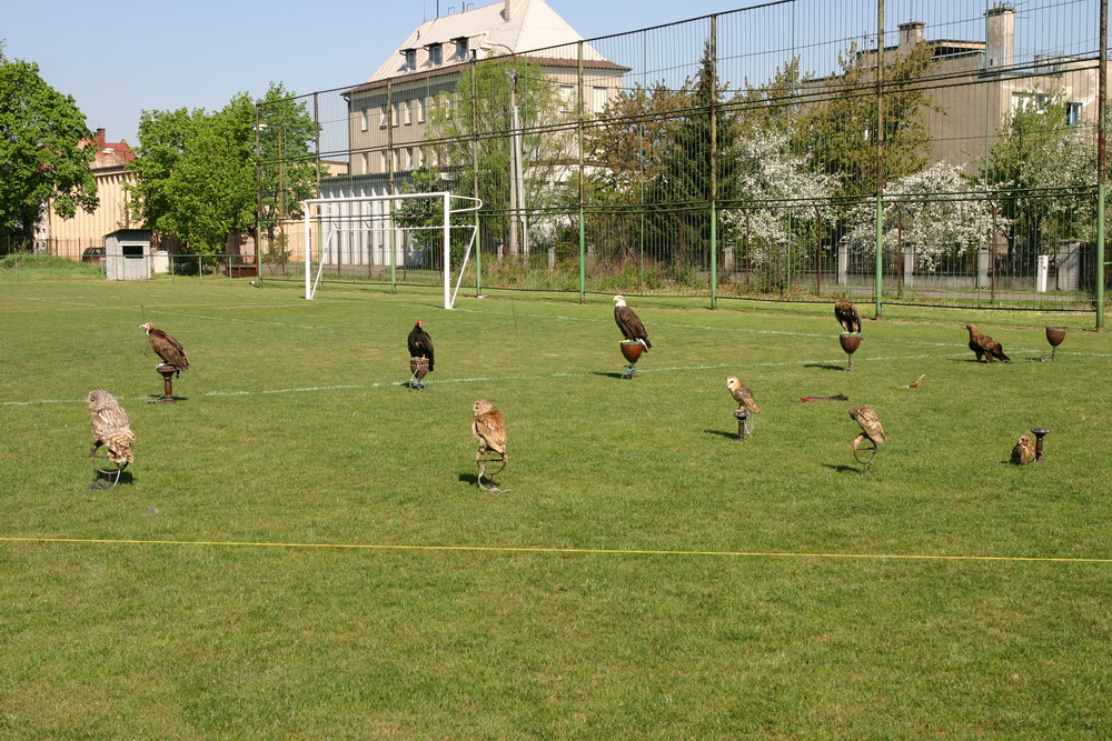 Dravci pro školy