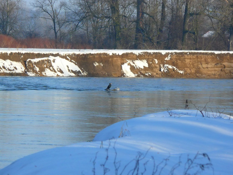 Silvestrovská Odra