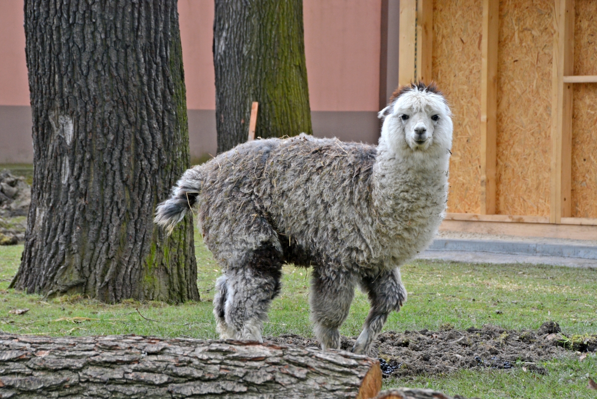 Lamy na farmě