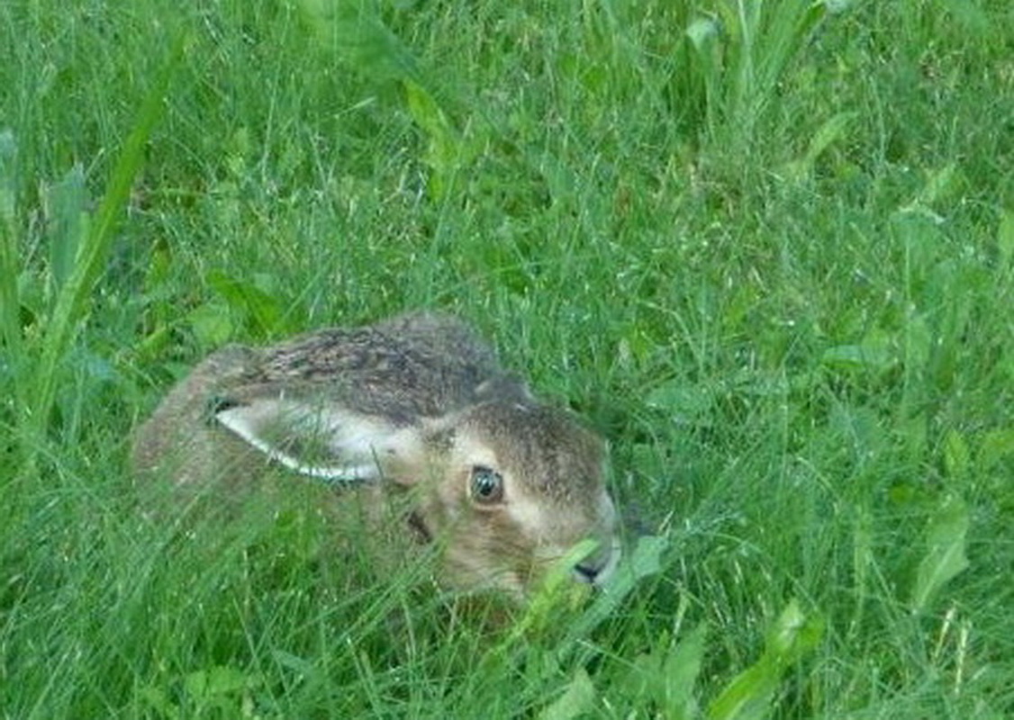 Květnatá louka - park Petra Bezruče - fauna