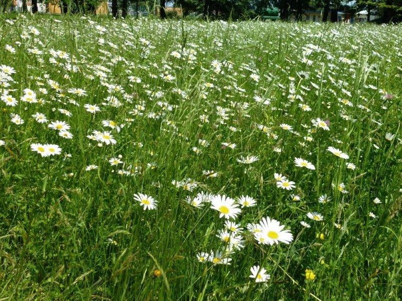 Květnatá louka - park Petra Bezruče - flóra