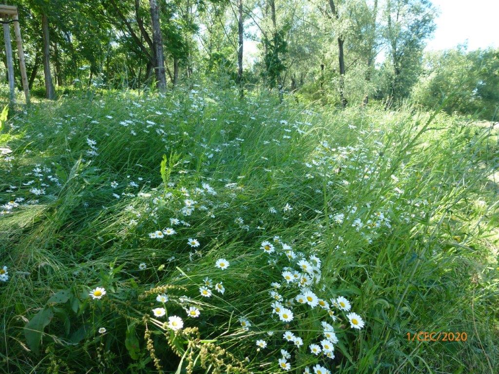Květnatá louka - Pustyňa - flóra