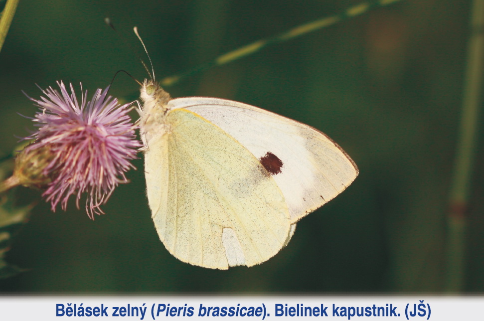Přírodní památka Hraniční meandry Odry - 16. zastavení: Brod přes Olši