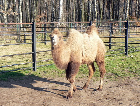Žáci základní školy ČSA mají v ostravské ZOO velblouda Sindibáda