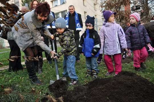 Bohumín dostal 30 vzrostých habrů