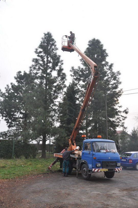 Živých vánočních stromů už mají v Bohumíně dvanáct
