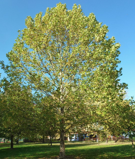 24. Platan javorolistý (Platanus x acerifolia)