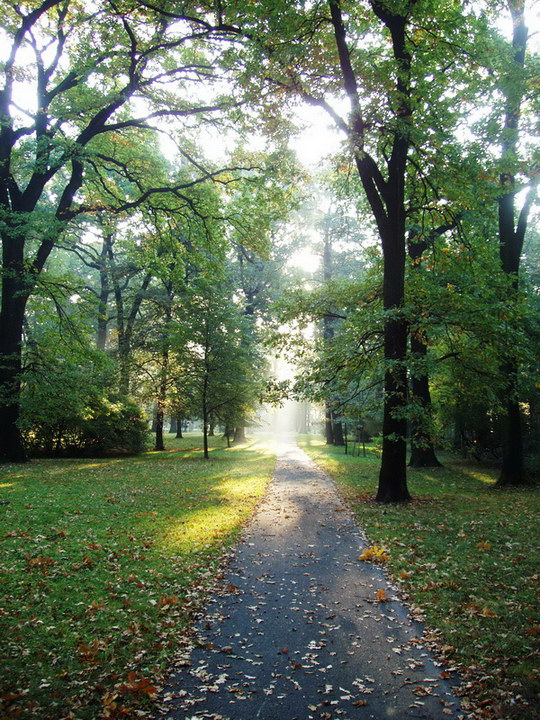 Regeneracja parku