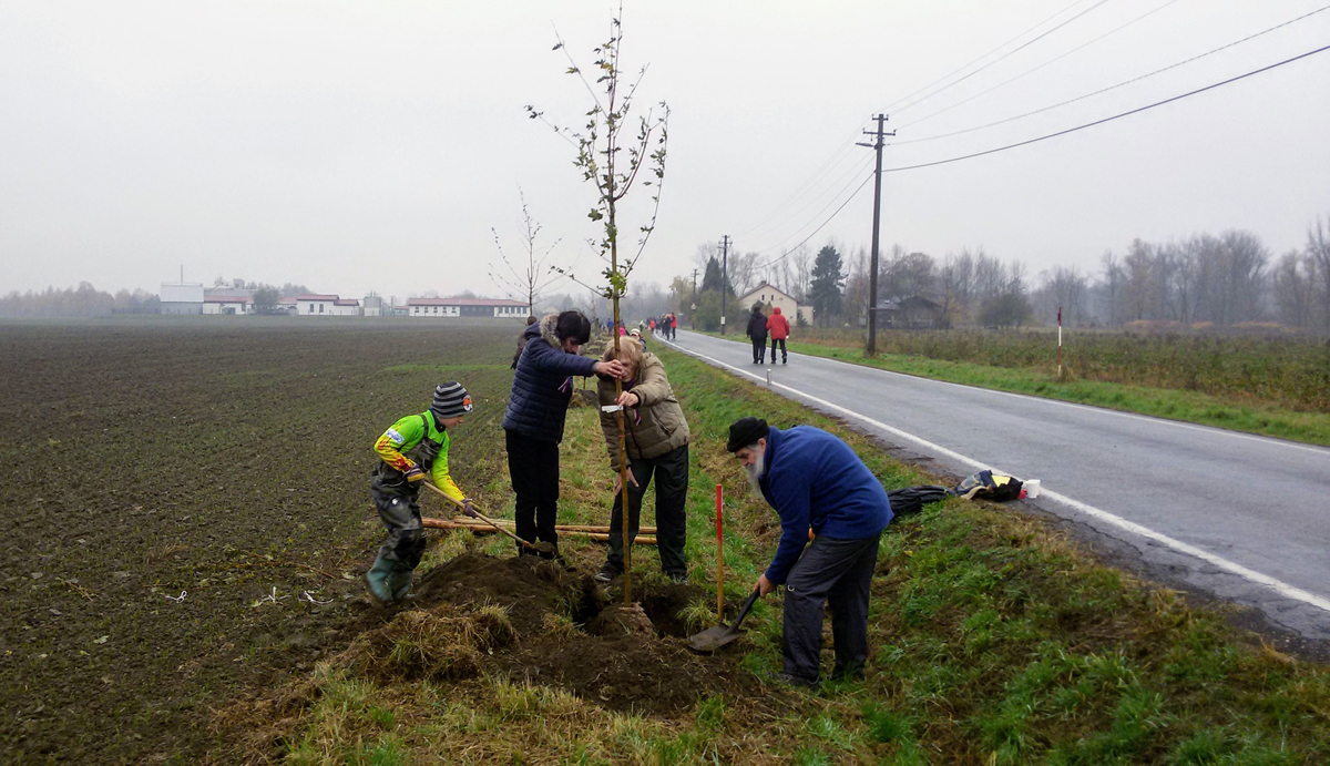 36 javorů a 1 pamětní lípa v nové aleji u Kopytova