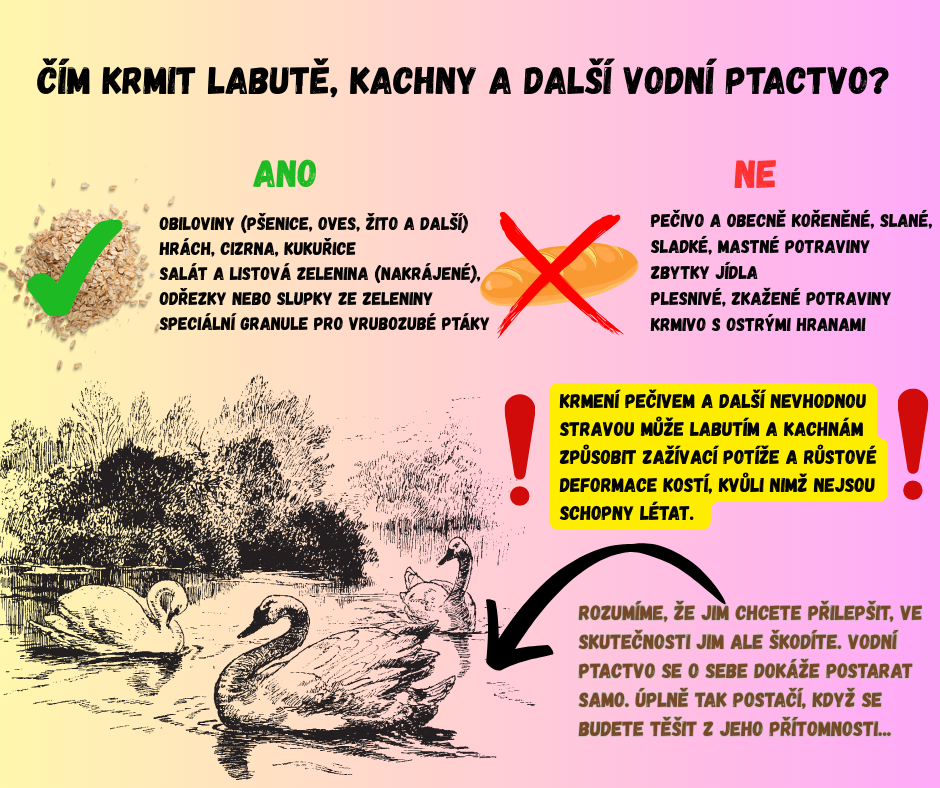 Jdete se kochat labutěmi? Tašku s pečivem nechte doma!