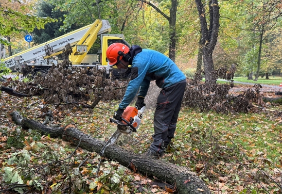 V Bohumíně začalo kácení stromů ve stoletém parku Petra Bezruče, začala nejhlučnější část jeho regenerace