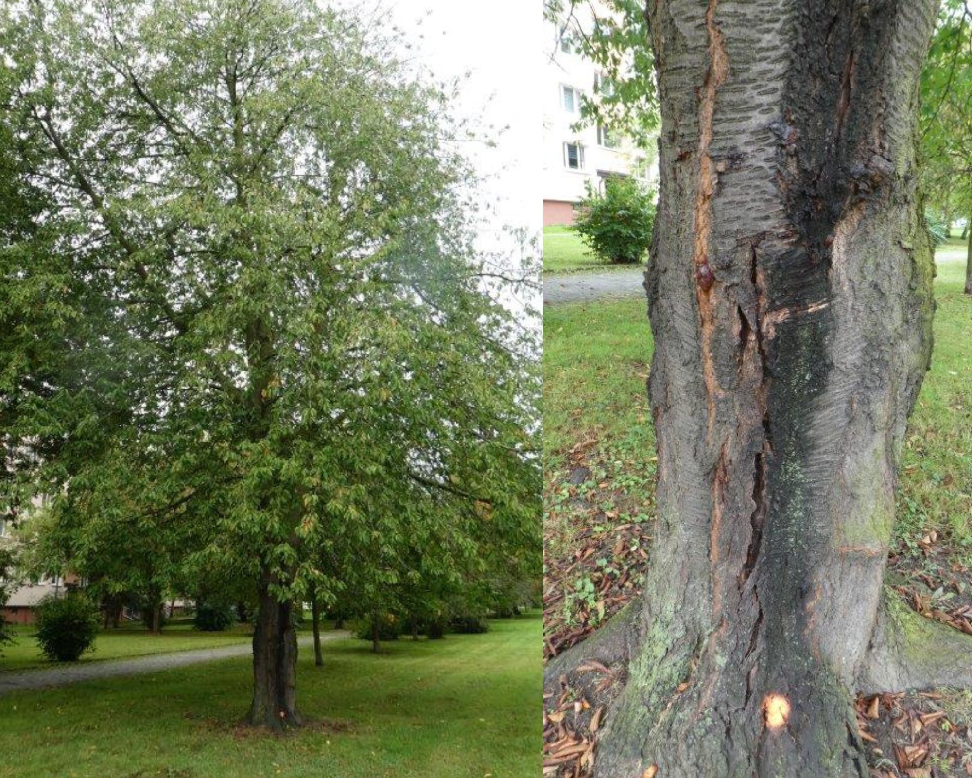 Žádné bezhlavé kácení, každé má svůj důvod