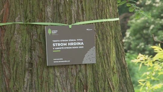 Metasekvoj Hrdinou roku, koliduje ale s hrází pro Pudlov - show video