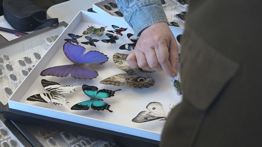 Desátá entomologická výstava ve Starém Bohumíně - zobrazit video